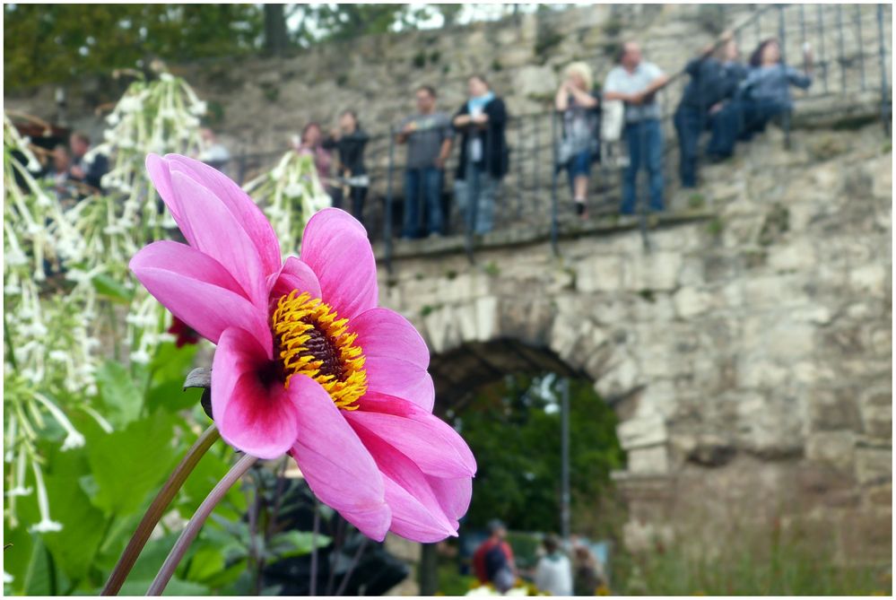 mit blumigem Blick