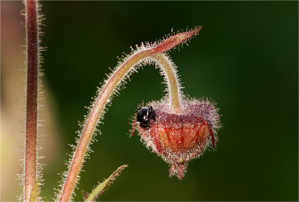 Mit blumigem Gruß zum Pfingstmontag...