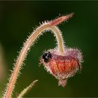 Mit blumigem Gruß zum Pfingstmontag...