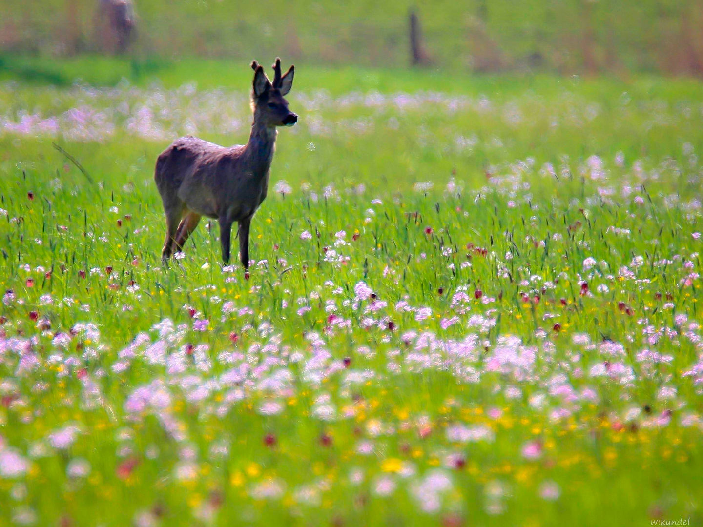 Mit Bock in der Wiese