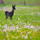 Mit Bock in der Wiese