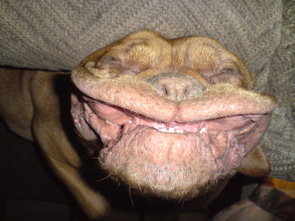 mit breitem Grinsen Foto & Bild tiere, haustiere, hunde Bilder auf