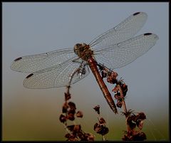 Mit breiten Schwingen