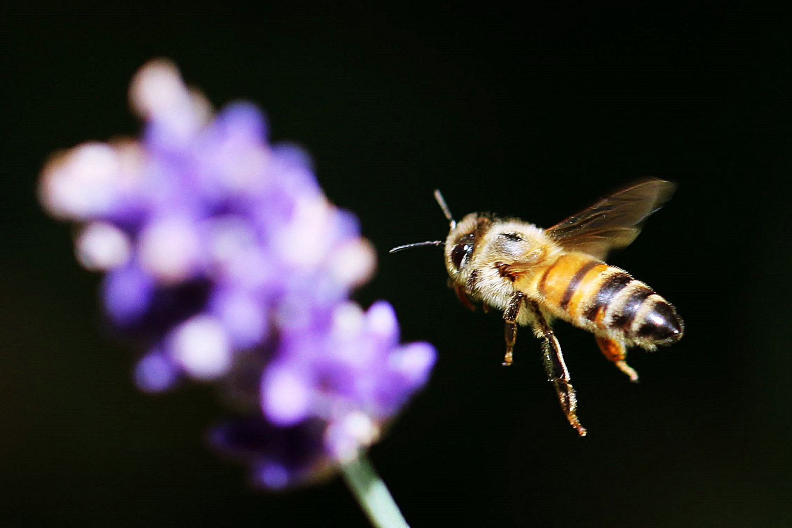 mit Brille könnte ich im Anflug die Blüte schärfer sehen, rief die Biene