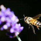 mit Brille könnte ich im Anflug die Blüte schärfer sehen, rief die Biene