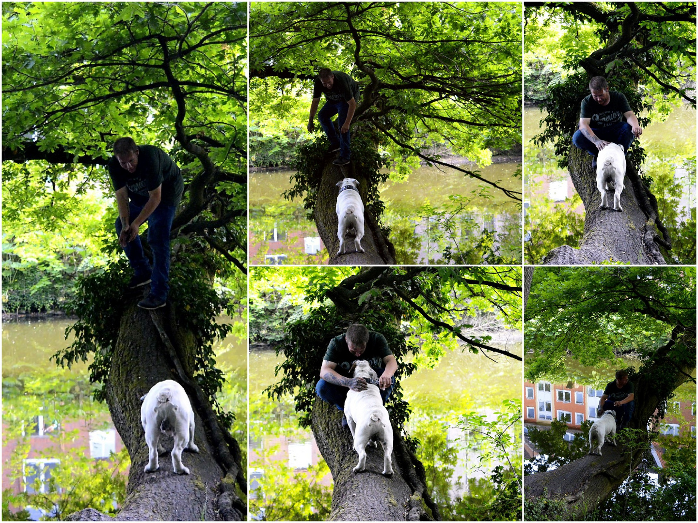 Mit Bulldogge auf einem Baum 