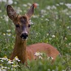 mit dem Bock auf du & du