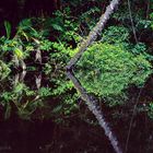 Mit dem Boot auf Entdeckungstour im Tropischen Regenwald 1 