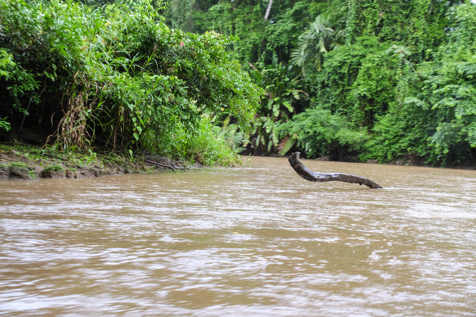 ...mit dem Boot zum Tortuguero NP...