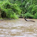 ...mit dem Boot zum Tortuguero NP...