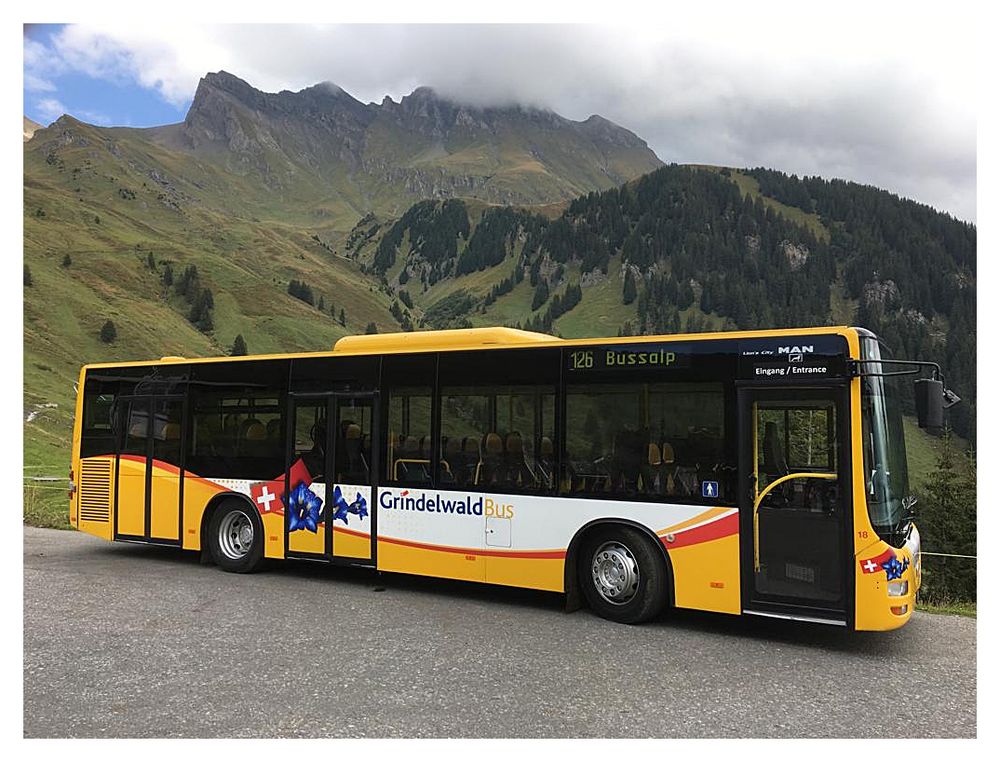 Mit dem Bus durch Kuhweiden auf die Bussalp...