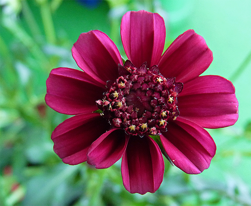 Mit dem Duft einer Schokoladenblüte