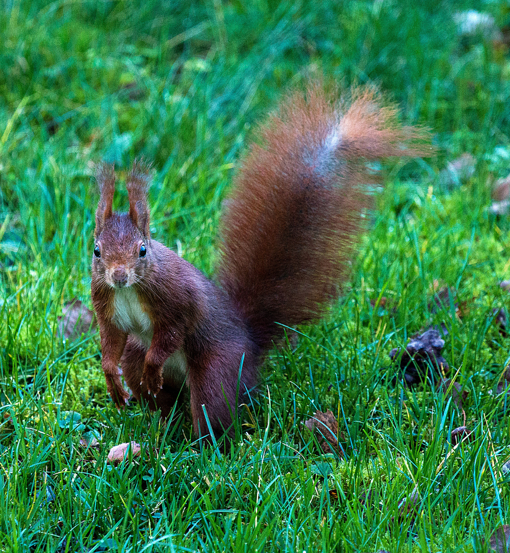 mit dem Eichhörnchen ..