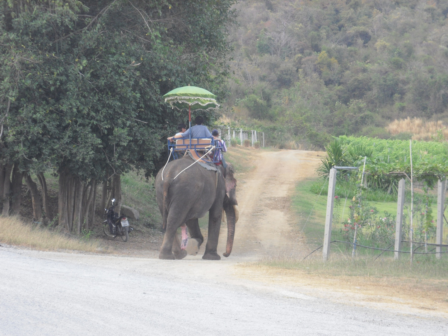 mit dem Elefant durch den Weinberg