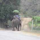 mit dem Elefant durch den Weinberg