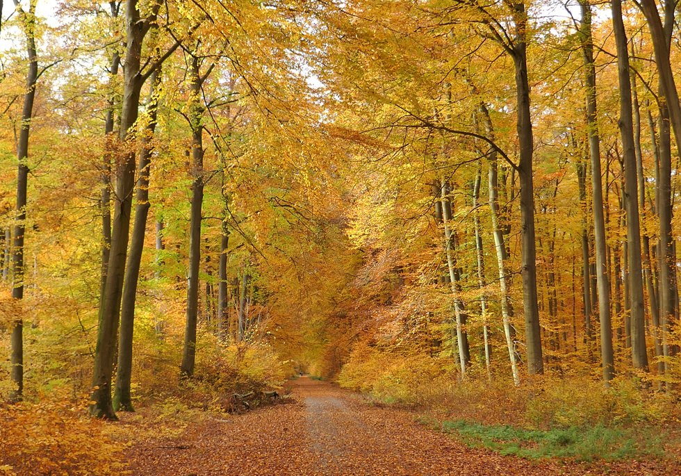 Mit dem Fahrrad in den Wald...