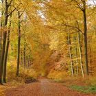 Mit dem Fahrrad in den Wald...