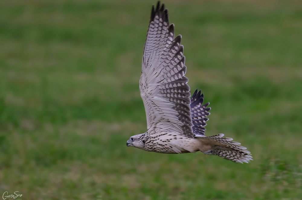 Mit dem Falkner auf Beizjagd Foto & Bild tiere, zoo, wildpark