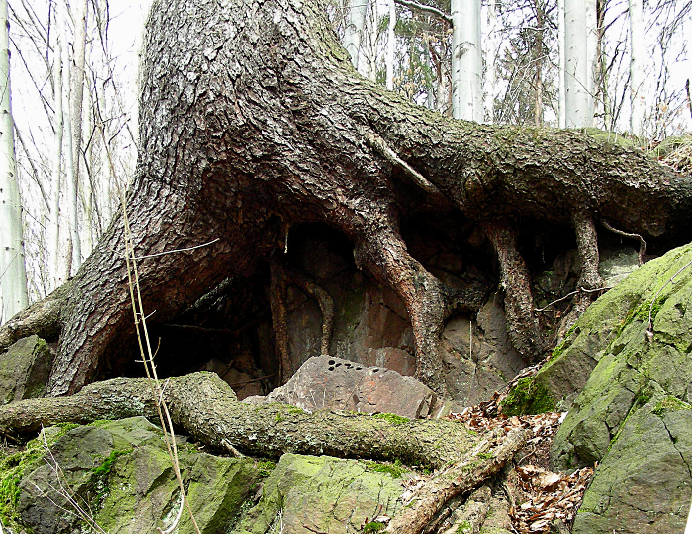 Mit dem Felsen verwachsen