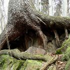 Mit dem Felsen verwachsen