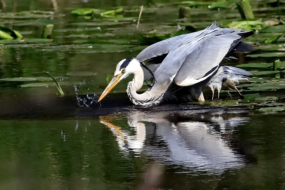 mit dem Fisch