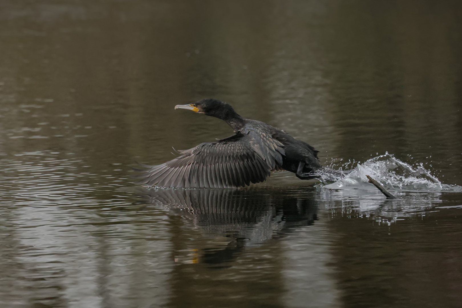 Mit dem Flügel knapp überm Wasser