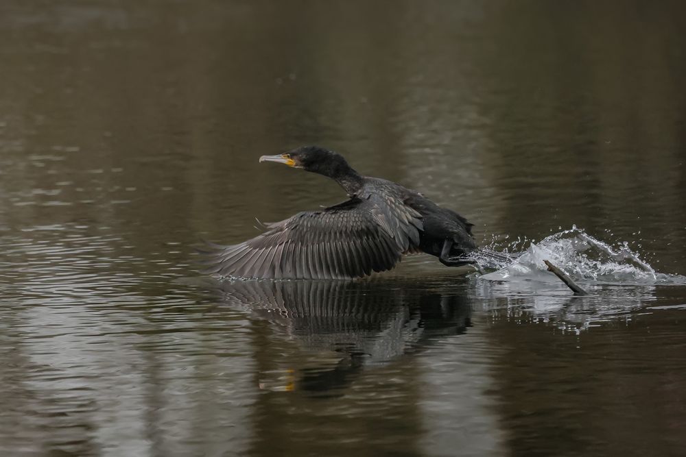 Mit dem Flügel knapp überm Wasser