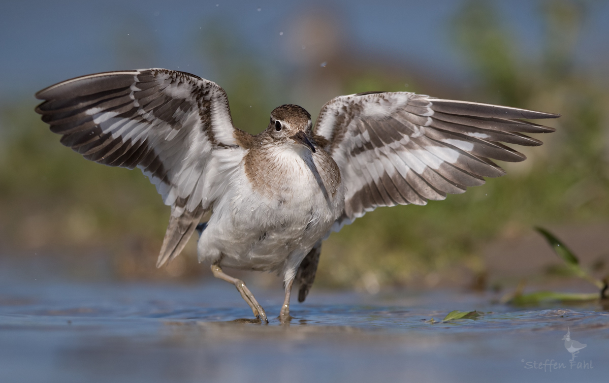 Mit dem Flussuferläufer auf Du und Du