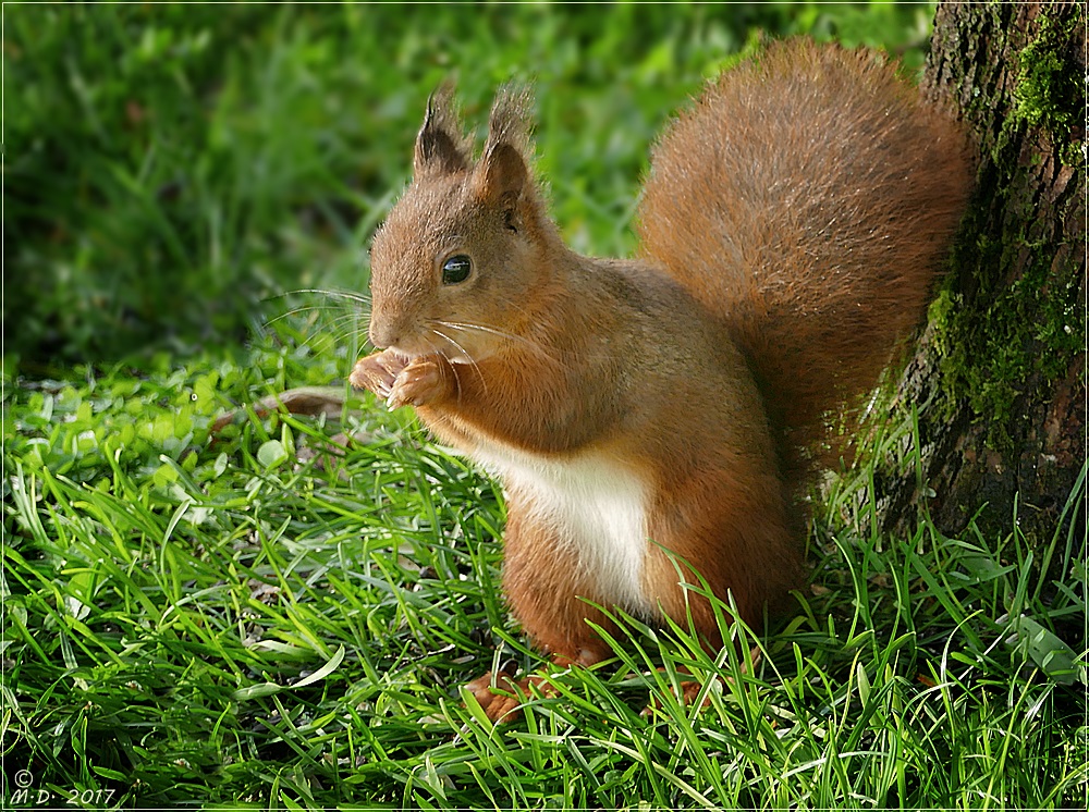 Mit dem Foto vom niedlichen Hörnchen....