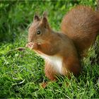 Mit dem Foto vom niedlichen Hörnchen....