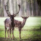 Mit dem Fotografen im Wald