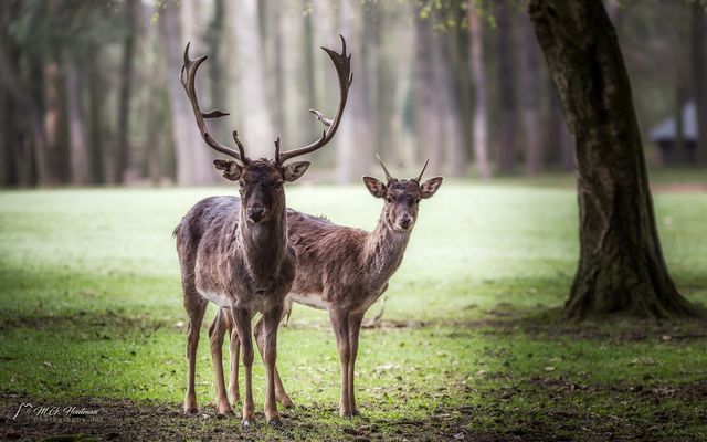 Mit dem Fotografen im Wald