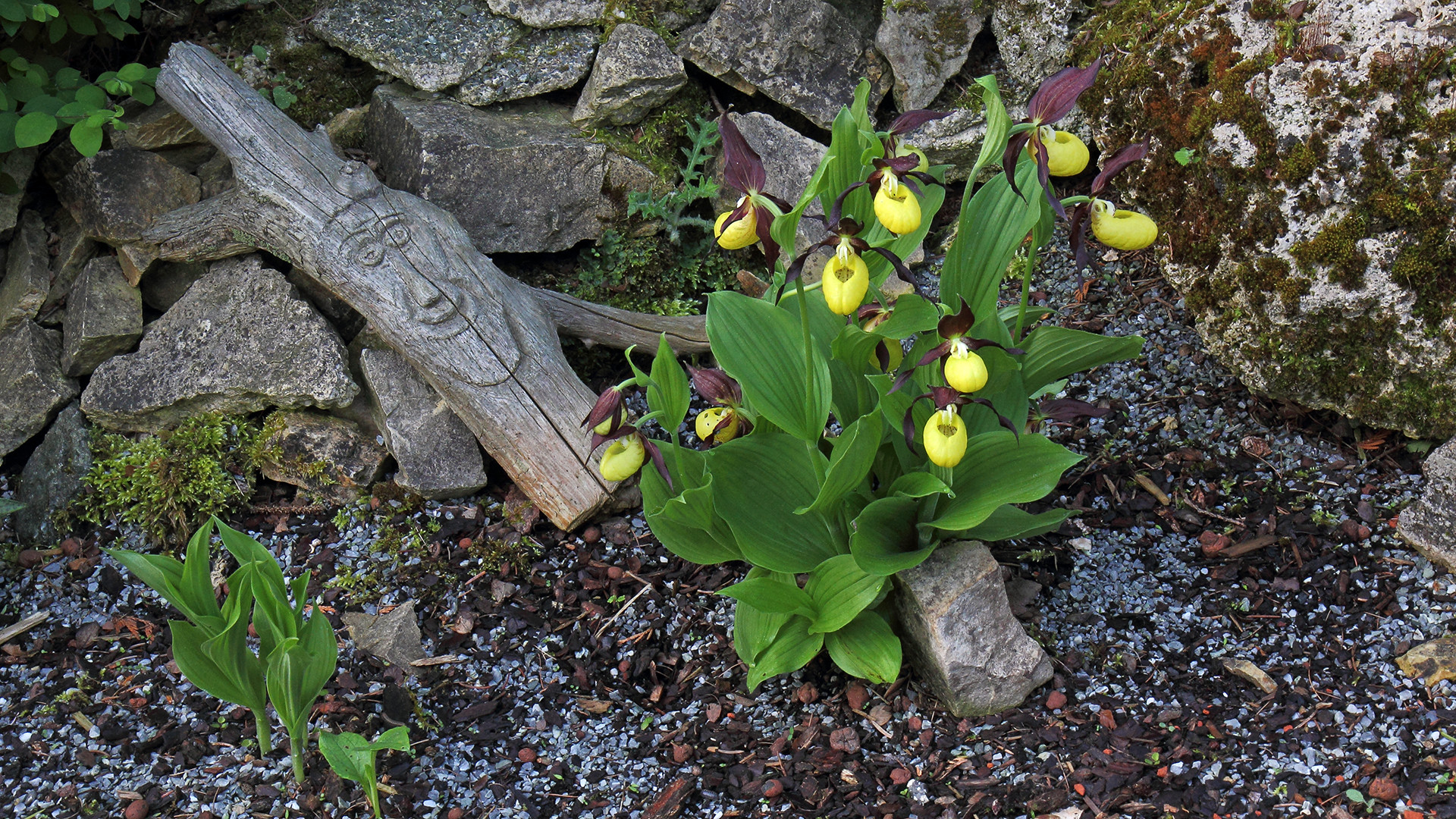 Mit dem Frauenschuh  möchte ich allen Fotofreundinen zum Frauentag heute gratulieren...