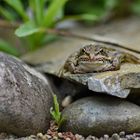 mit dem Frosch auf Augenhöhe