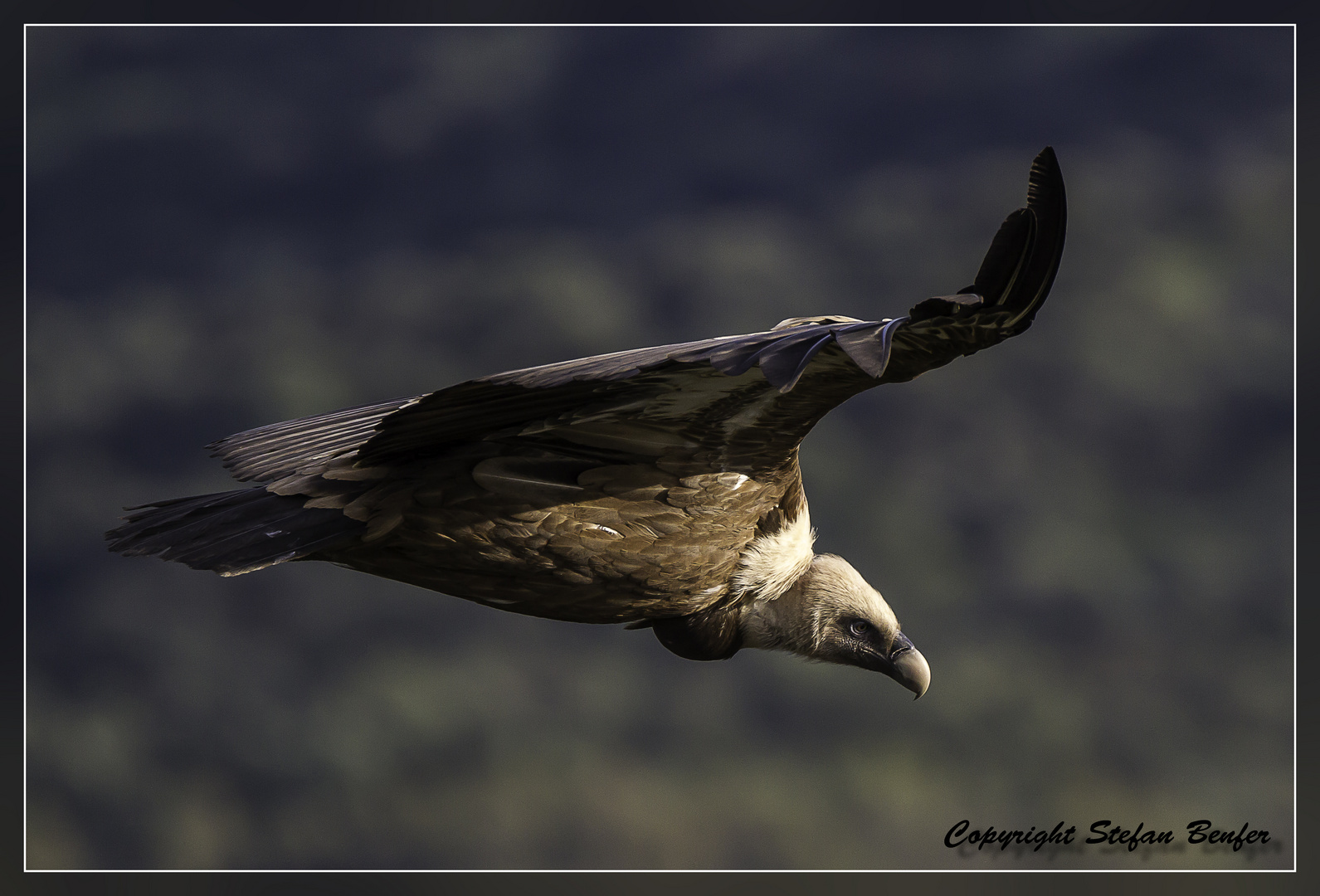 Mit dem Gänsegeier auf Augenhöhe