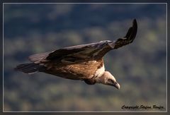 Mit dem Gänsegeier auf Augenhöhe