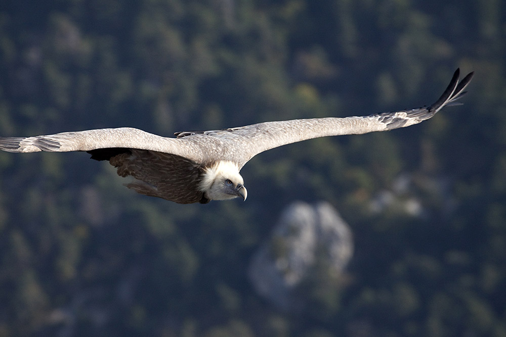 Mit dem Gänsegeier auf Augenhöhe