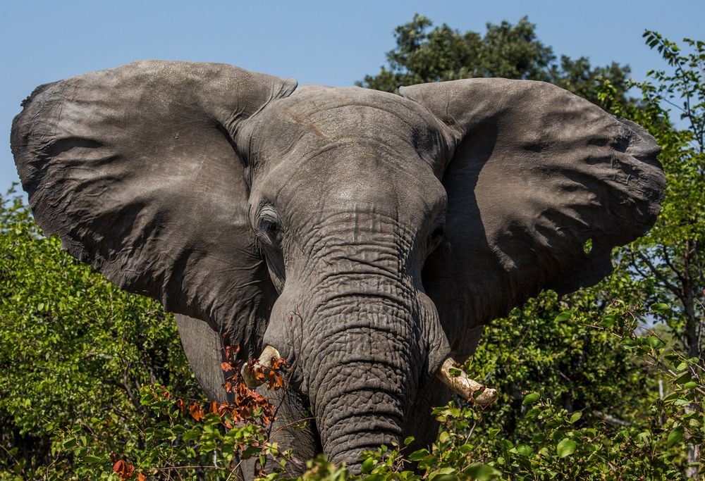 Mit dem Gruß des Elefanten... Foto & Bild | africa, southern africa ...