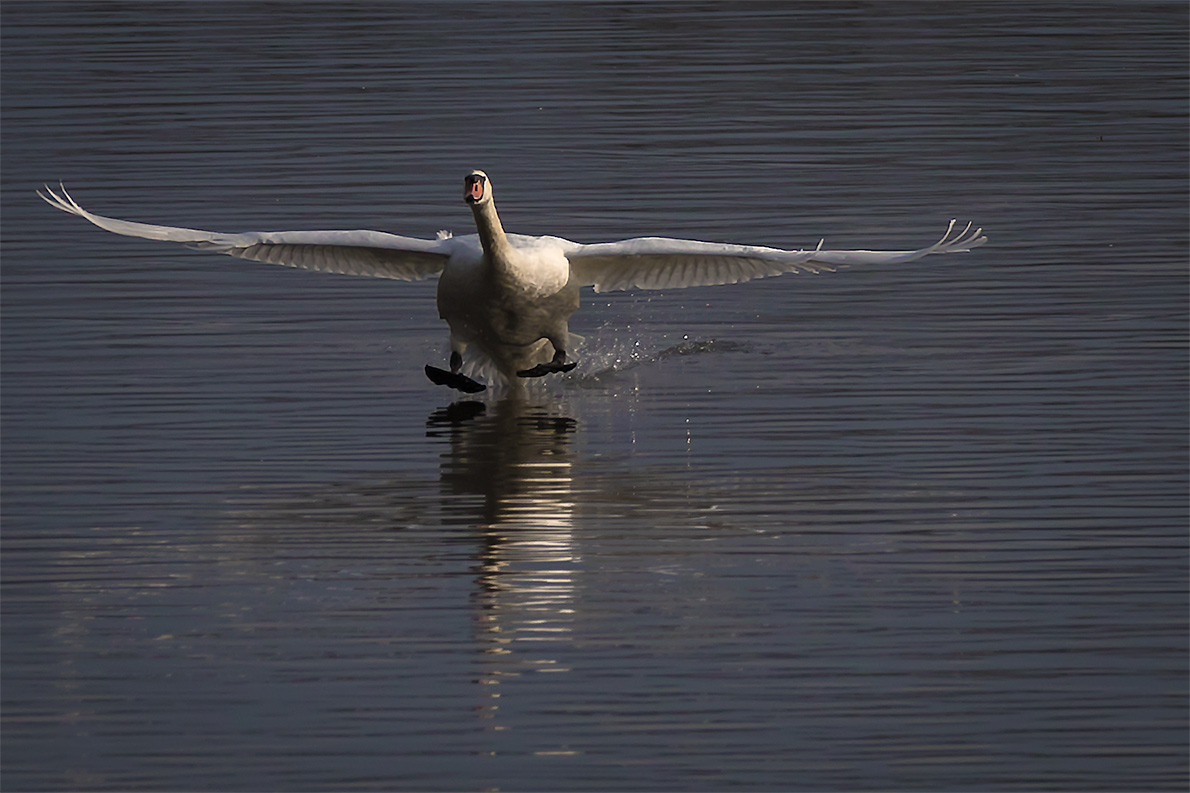 Mit dem Hintern zuerst im Wasser ....