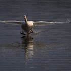 Mit dem Hintern zuerst im Wasser ....