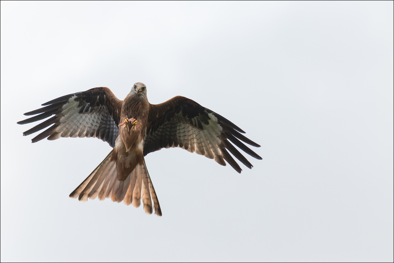 MIt dem Hühnerbein unterwegs guckst du