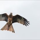 MIt dem Hühnerbein unterwegs guckst du