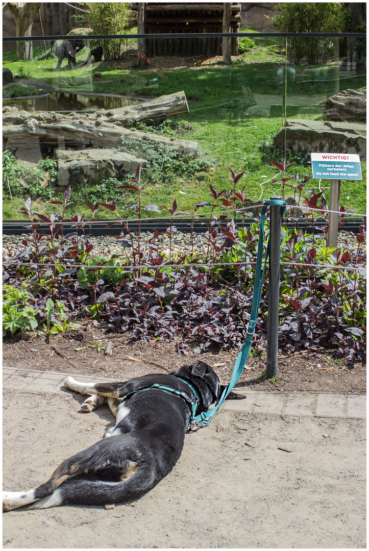 Mit dem Hund im Zoo