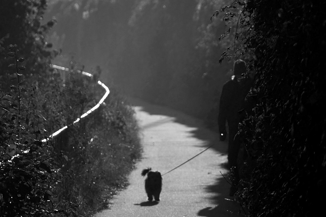 Mit dem Hund sich einen Wolf laufen