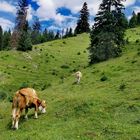 Mit dem Kaiserlift in wunderschöne Umgebung 