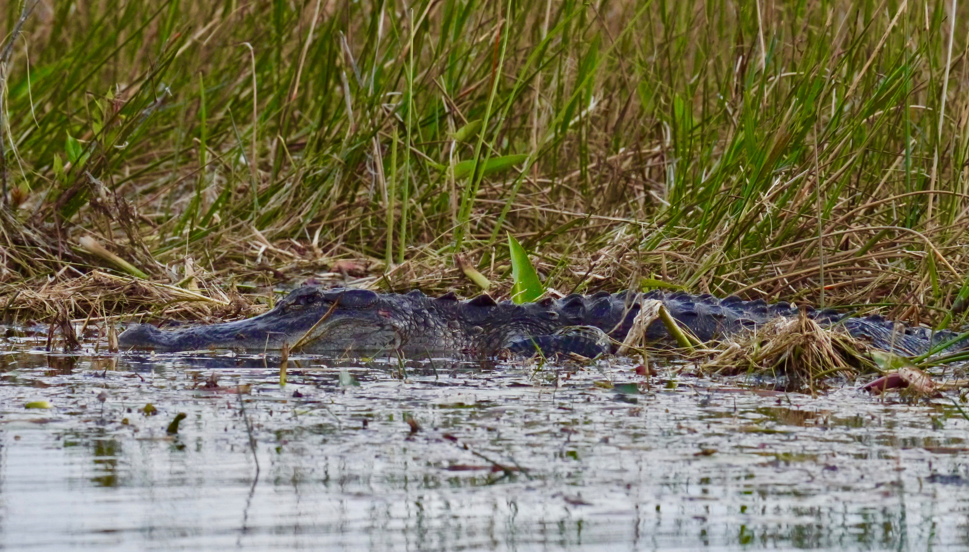 Mit dem Kajak unterwegs in den Everglades