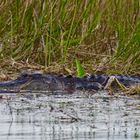 Mit dem Kajak unterwegs in den Everglades