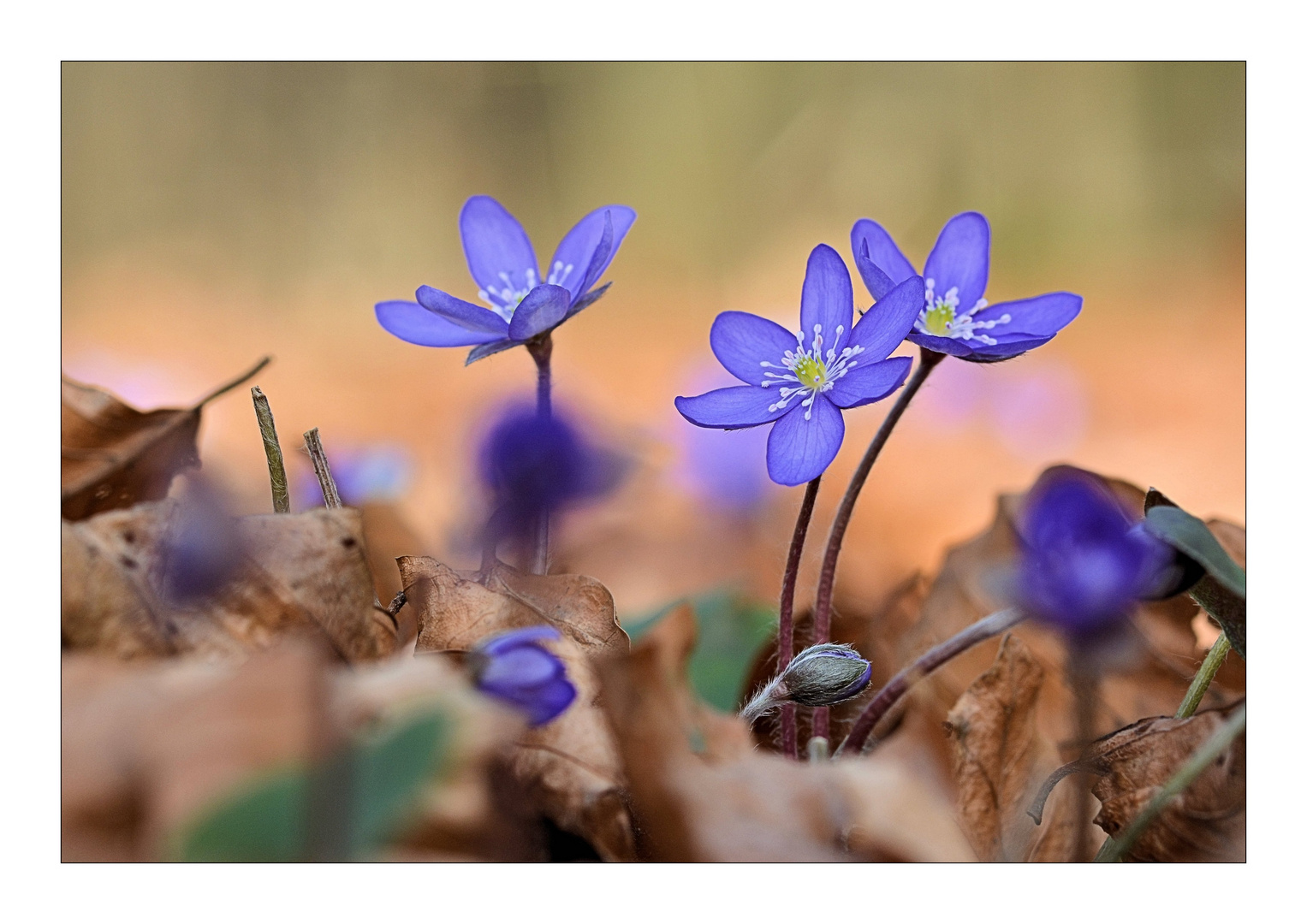 Mit dem Leberblümchen...