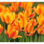 Mit dem Lensbaby im Tulpenfeld