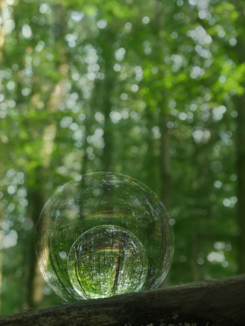 Mit dem LensBall im Wald